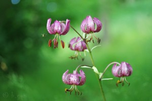 Lilium martagon.jpg
