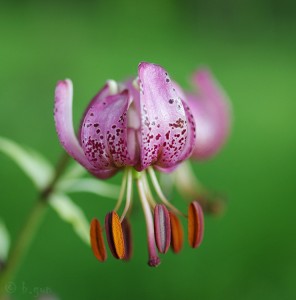 Lilium martagon (2).jpg