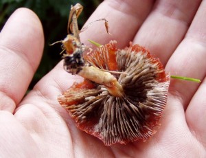 limcovka oranzova 4.JPG