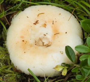 LResimusMalyTop.jpg