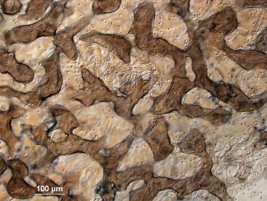 Lycogala--20x-4.jpg