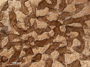 Lycogala--20x-5.jpg