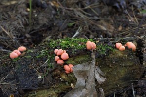 Lycogala_epidendrum.jpg