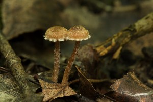 LysohlavkaPlevnata01.jpg