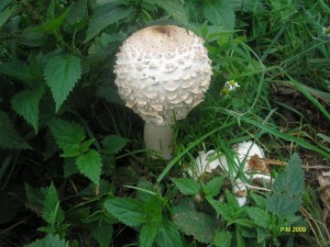 M.hortensis.JPG