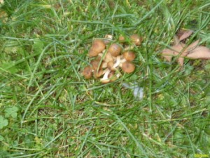 Mla 23-26.10.200911.JPG