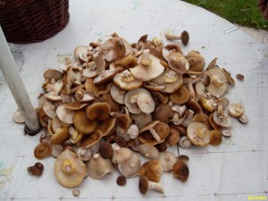 Mla 23-26.10.200938.JPG