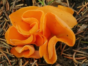 Msenka oranov - Aleuria aurantia2.jpg