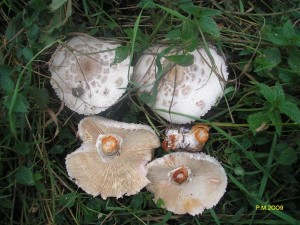 Macr.hortensis.JPG