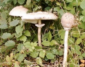 Macrolepiota_procera(Scop[1].)Singer.jpg