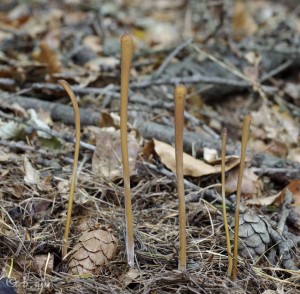 Macrotyphula fistulosa.jpg