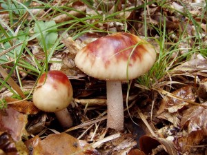 MALA & VELKA - muchomurka ruzovka 06.JPG