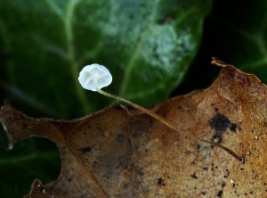 Marasmius epiphylloides.jpg