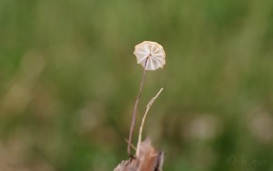 Marasmius_graminum2.jpg