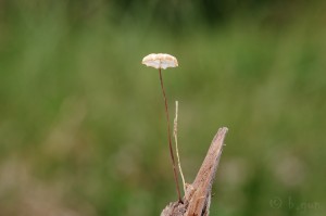 Marasmius_graminum.jpg