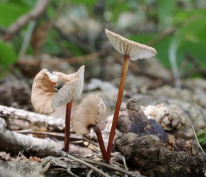 Marasmius scorodonius.jpg