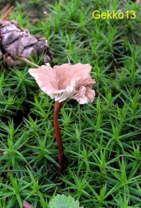 Marasmius_scorodonius.JPG