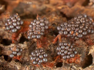 matatrichia-vesp2.jpg