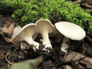 mechovka obecn -Clitopilus prunulus1.jpg