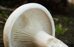 MechovkaObecna02.jpg