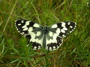 Melanargia_galathea.jpg