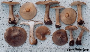 Melanoleuca sp.jpg