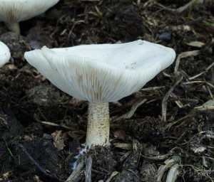 Melanoleuca verrucipes.jpg