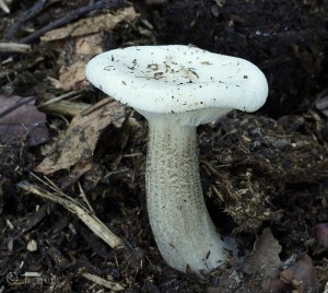 Melanoleuca verrucipes (2).jpg