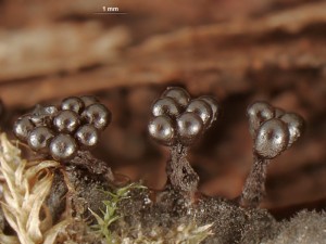 metatrichia--10.jpg