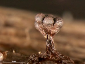 metatrichia--11.jpg