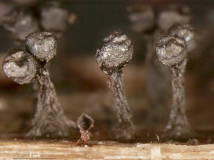 metatrichia--14.jpg