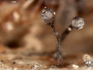 metatrichia--16.jpg