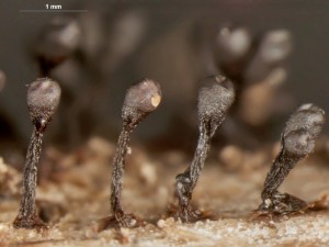 metatrichia--17.jpg