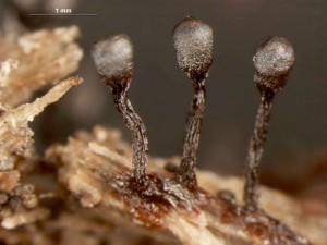 metatrichia--18b.jpg