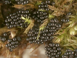 metatrichia--1.jpg