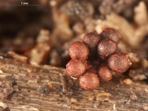 metatrichia--1.jpg