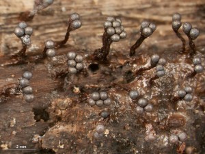 metatrichia--1.jpg
