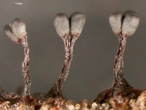 metatrichia--20.jpg