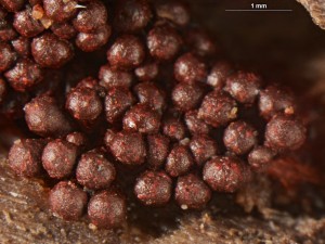 metatrichia--3.jpg