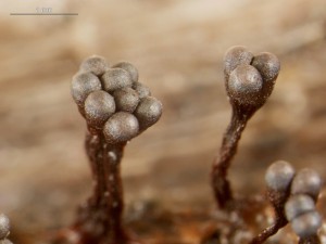 metatrichia--3.jpg