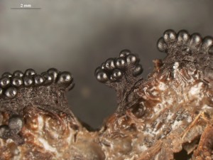 metatrichia--4.jpg