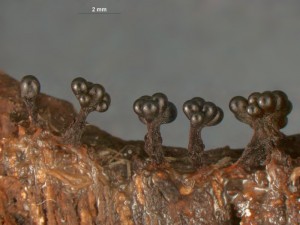 metatrichia--5.jpg