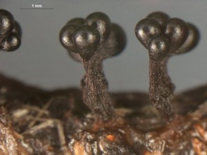 metatrichia--7.jpg