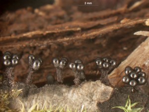 metatrichia--8.jpg