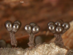metatrichia--9c.jpg
