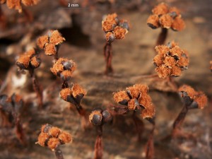 metatrichia-florif--11.jpg