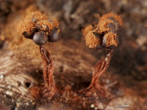 metatrichia-florif--16.jpg