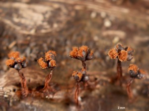 metatrichia-florif--17a.jpg