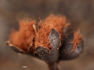 metatrichia-florif--18.jpg
