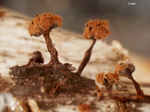 metatrichia-florif--1.jpg